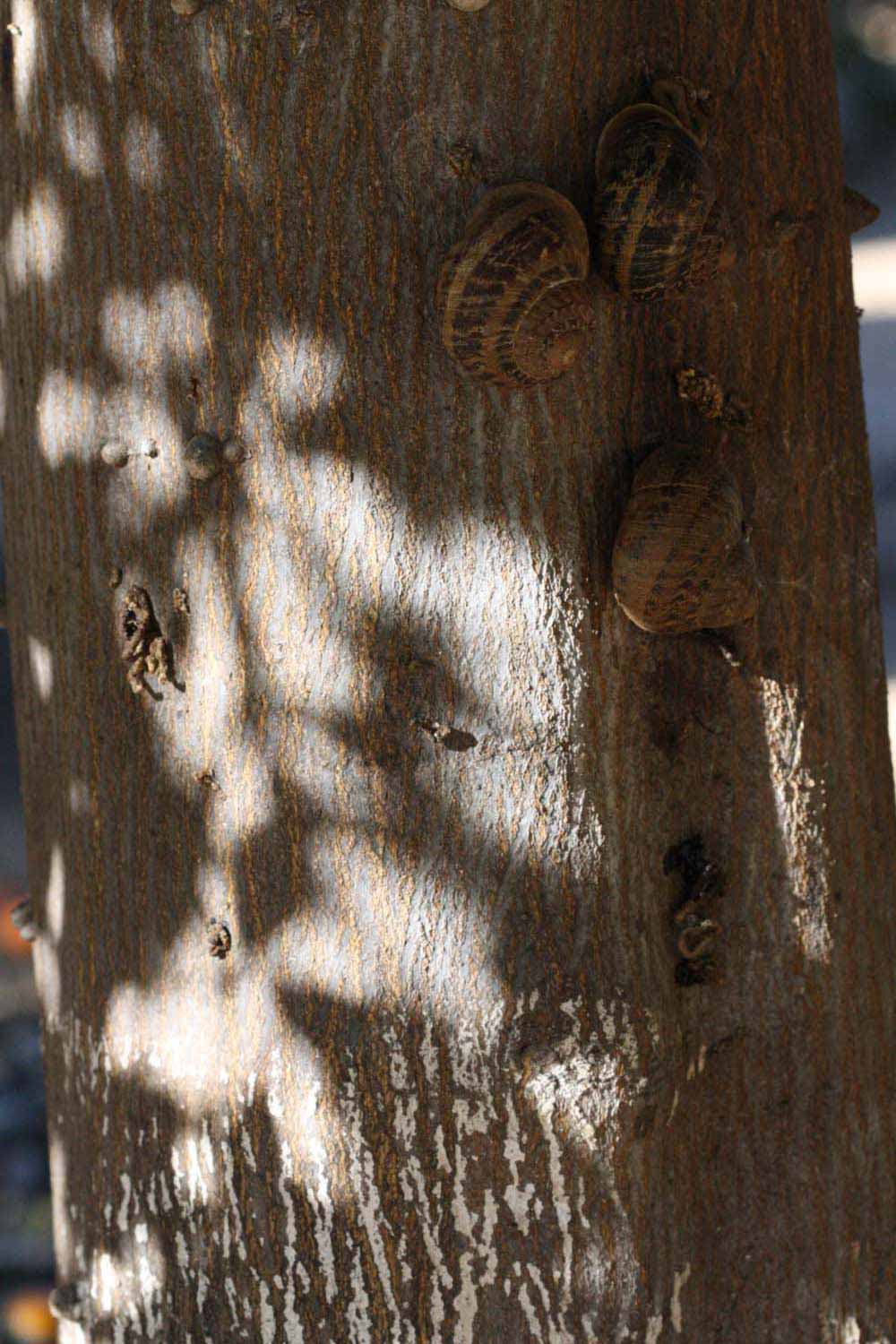              Bark (Riverside, CA)       